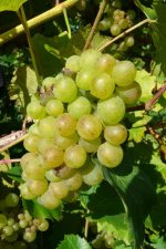 Białe winogrona